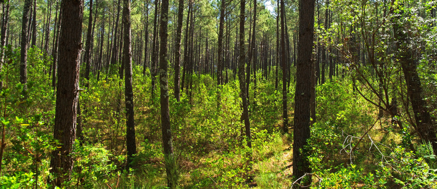 http://graanvarken.nl/uploads/images/Header/woud.jpg